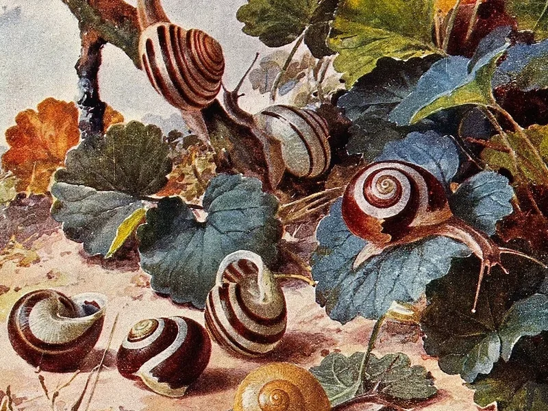 1862-Louis Fairfax Muckley - Diverse varietà di chiocciola di campo